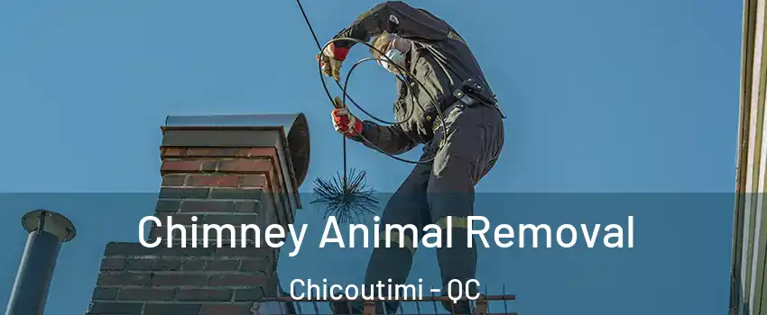 Chimney Animal Removal Chicoutimi - QC