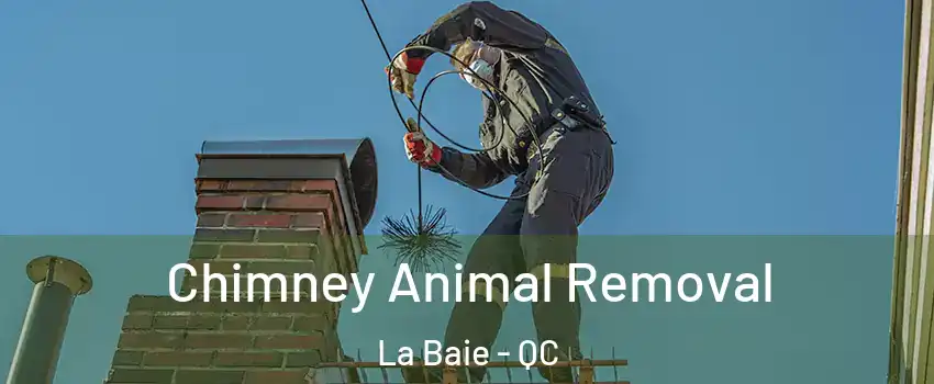 Chimney Animal Removal La Baie - QC