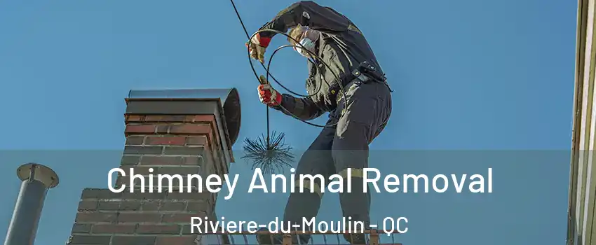 Chimney Animal Removal Riviere-du-Moulin - QC